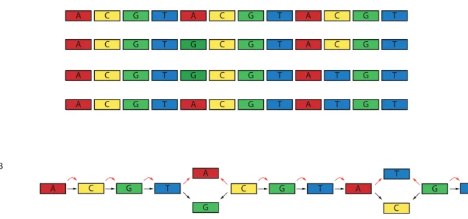 Fig. 5.  Graph genome representation. (a) The linear chromosomes of four individuals. (b) The graph representation of the population,  where polymorphisms are represented as ªbubblesº in the graph.