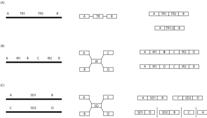 Fig. 1.  The effects of repetitive elements on assembly representations. (a) Unique segments A and B are separated by a tandem repeat  with two copies in the first panel; the assembly graph is delineated in the middle panel; the correct assembly is shown i