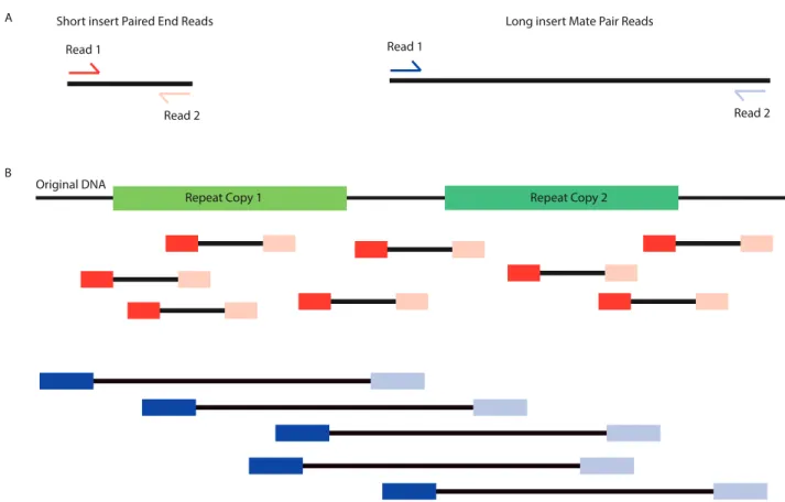 Fig. 2.  Paired ends and mate pairs. (a) The major difference between paired ends and mate pairs is the length of the insert