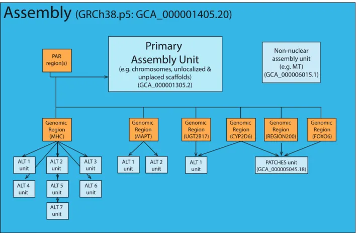 Fig. 4.  Graphical representation of the NCBI assembly model (https://www.ncbi.nlm.nih.gov/assembly/model/)