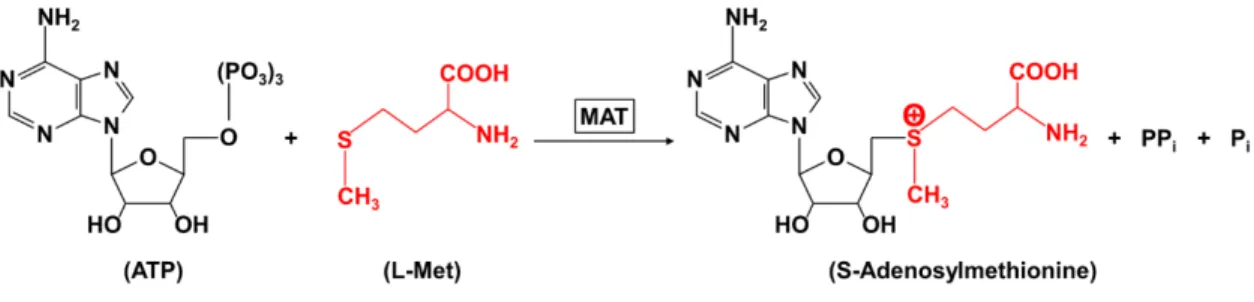 Figure  1.1:  Reaction scheme of SAM synthesis.  Synthesis of SAM (also referred as  AdoMet) is catalyzed by methionine adenosyltransferase (MAT or AdoMet synthetase)  by covalently attaching an adenosyl group from ATP with sulphur atom of methionine  gene