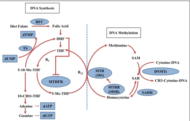Figure  1.2: Schematic representation of one-carbon metabolism related with DNA  synthesis  and  DNA methylation reactions