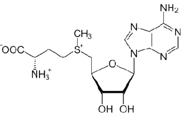 Figure 2 .The chemical structure of S-adenosylmethionine. The methyl group attached to the sulfur atom is  reactive and is donated to an acceptor, forming S-adenosylhomocysteine., adapted from [27]