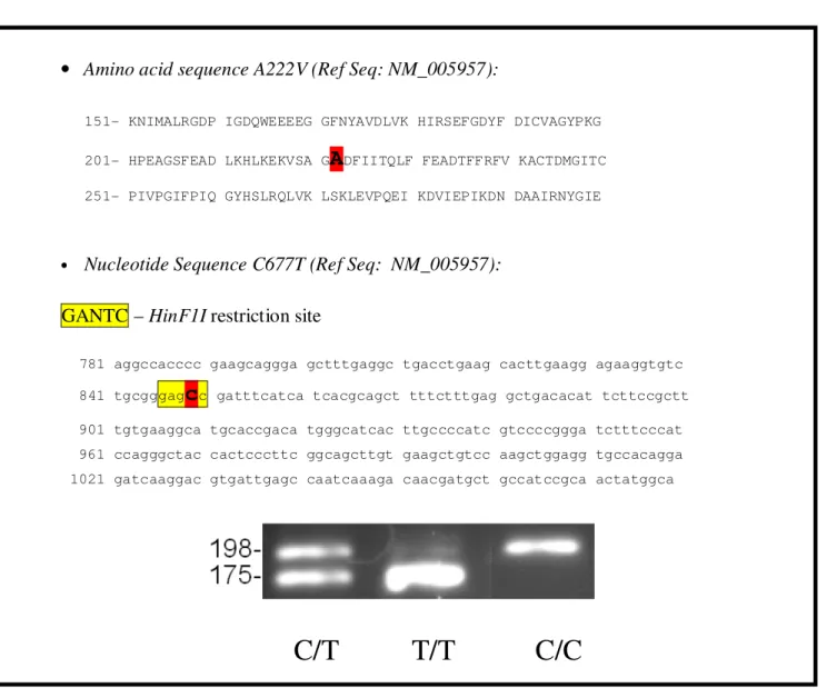 Table 7 . A222V (C677T) variant of the MTHFR gene