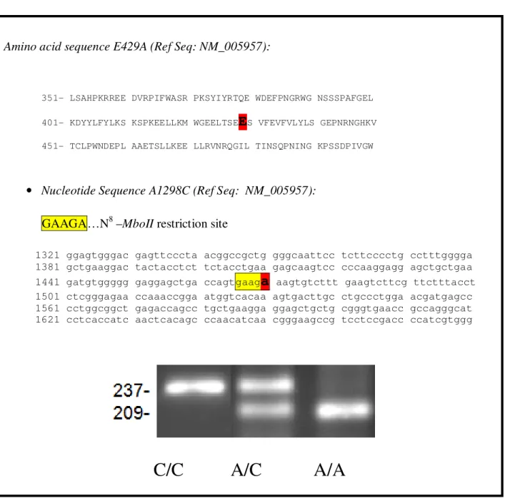 Table 8 . E429A (A1298C) variant of the MTHFR gene  