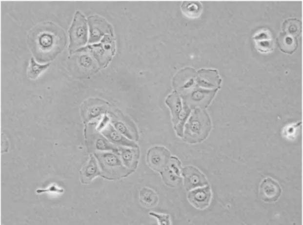 Fig.  1:  Sample  image  from  BT-20  class 