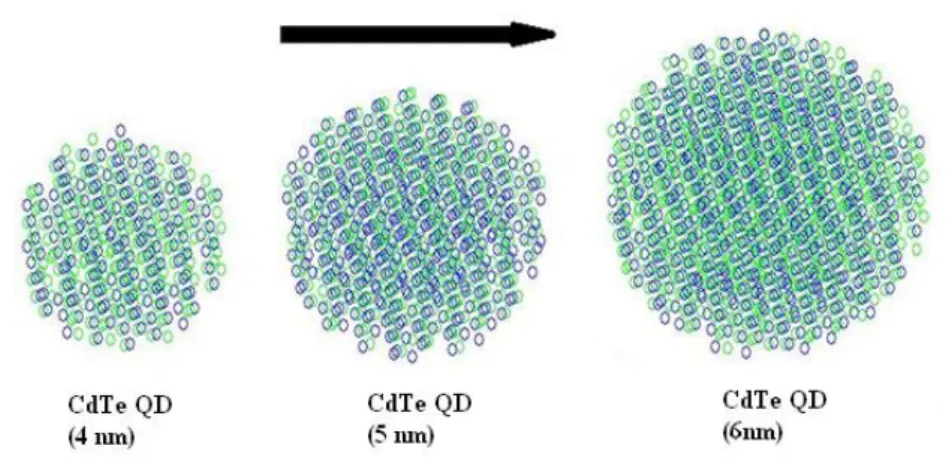 Figure 3. 2 Illustration of atom stacking CdTe quantum dots from our simulations. 