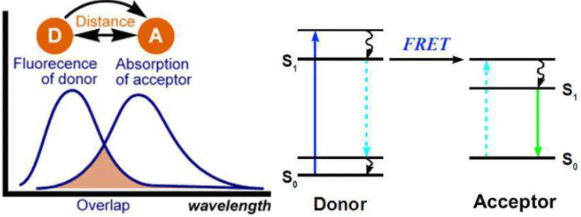 Figure 20 Overlapping of donor and acceptor spectra and FRET mechanism 