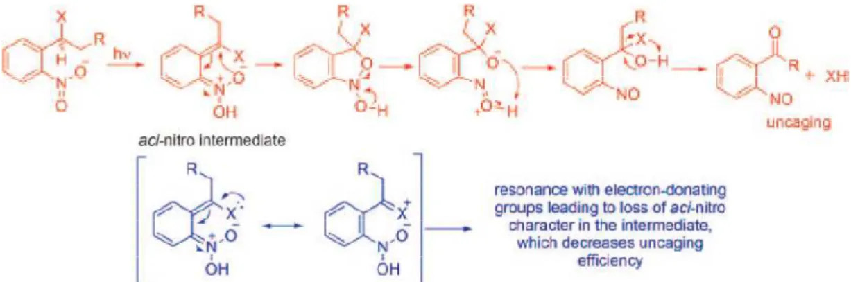 Figure 25 Photolysis mechanism of the nitrobenzyl group[43] 