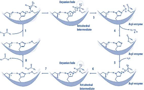 Figure 1.2 Reaction mechanism of catalytic triad catalysis. 