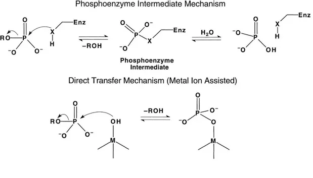 Figure 1.3 Reaction Mechanism for Phosphatases. Two possible mechanisms of  phosphoenzymes