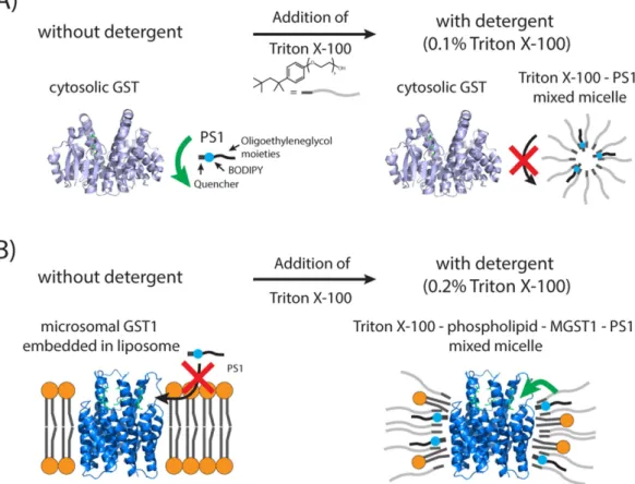 Table 2.   Specific activities of microsomal GSTs as well as MGST1 incorporated into liposomes
