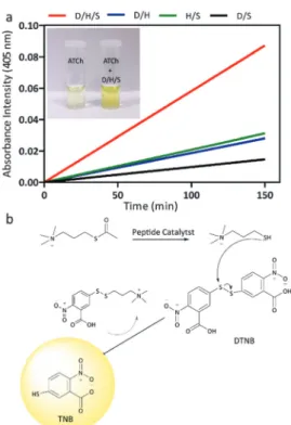 Fig. 5 (a) Comparison of catalytic reaction rates of all peptide combinations for acetylthiocholine