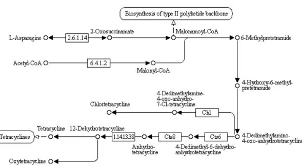 Figure 1.1: Metabolic network example from KEGG database [46].