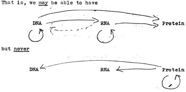 Figure 1.5: Idea of Central Dogma of Molecular Biology, drawn by Francis Crick [19].