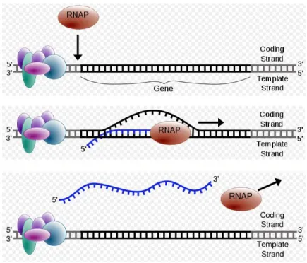 Figure 1.6: Sketches showing transcription of a gene. Top: RNA polymerase recognizes the transcription initiation complex, formed by several transcription factors and their binding proteins