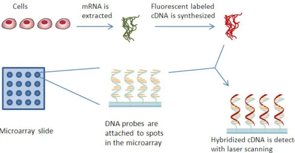 Figure 1.7: Steps of a microarray experiment
