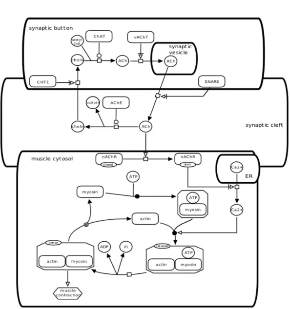 Figure 2.8: Stimulation events in the neuro-muscular junction, drawn as a SBGN Process Diagram [70].