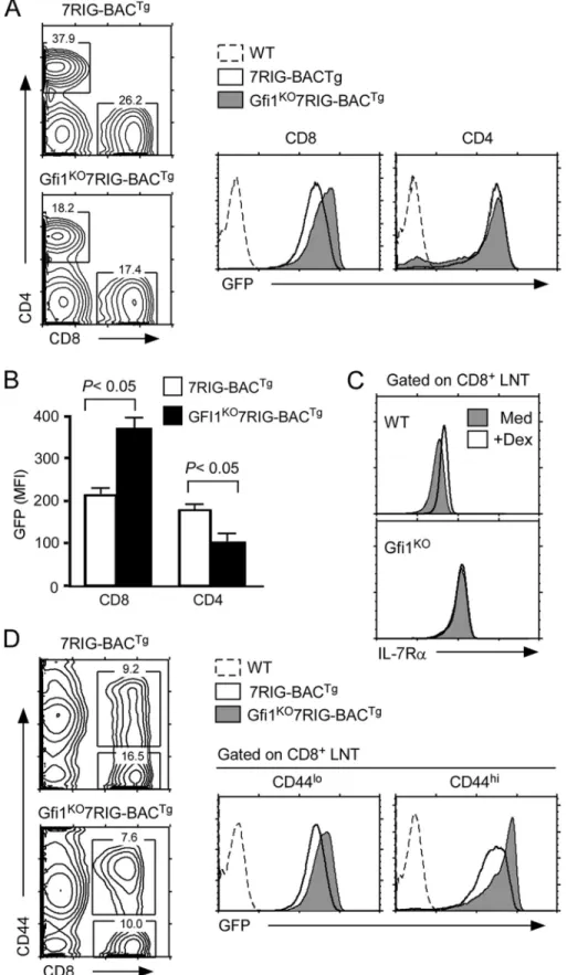 FIGURE 6. Gfi1 deficiency de-represses IL-7R␣ transcription and expression in CD8 lineage cells