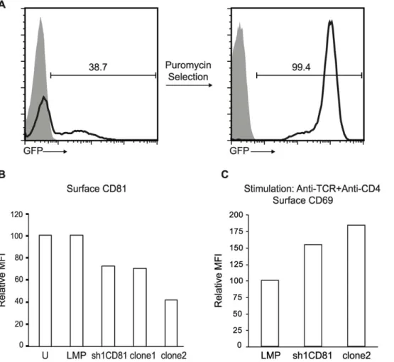 Figure 3. Stable expression of sh1CD81 downregulates surface CD81 expression and increases TCR mediated activation