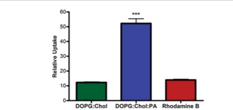 Fig. 1 Uptake of 4.5 mM rhodamine B within DOPG:Chol and DOPG:Chol:PA liposomes by MCF7 breast cancer cells after 3 h of treatment