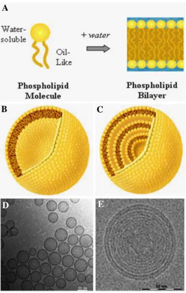 Figure  1  Physical properties of unilamellar  and  multilamellar  liposomes. A. Schematics of  basic  lipids  and  a  lipid  bilayer