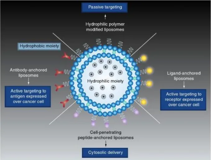 Figure 2  Strategies for liposome modification. (Top) Liposome modification with hydrophilic  non bioactive polymers is frequently used for passive tumor targeting