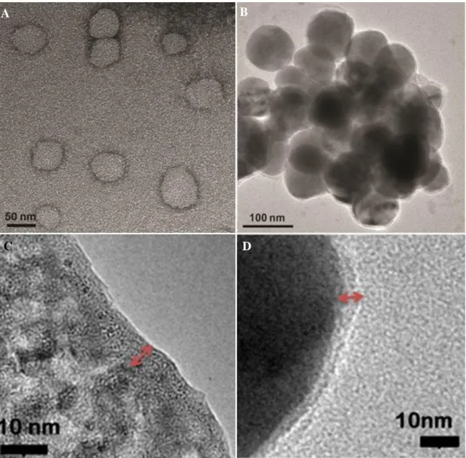 Figure 5  Transmission electron microscope images of liposomes. A &amp; C. DOPG:Chol, B &amp; 