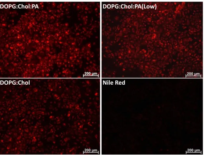 Figure  9   Uptake  of  10  µM  Nile  Red  by  MCF7  cells.  NR  was  administrated  in  free  or  liposome  encapsulated  form  for  3  h