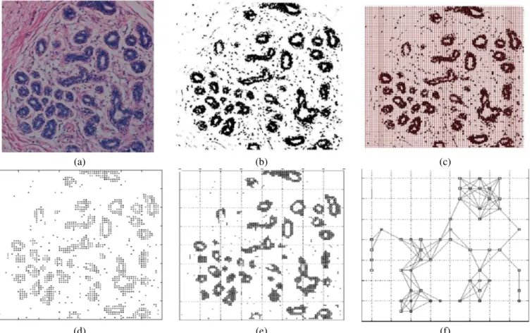 Fig. 2. The steps of our methodology. (a) Original tissue image is opened in RGB space