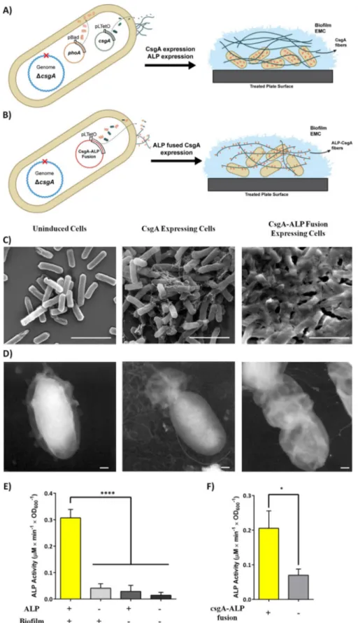 Figure 2. A) Representation of the CsgA and ALP coexpression system. CsgA expression was controlled by pLtetO-inducible promoter, whereas the pBad-indu- pBad-indu-cible promoter was used for ALP expression