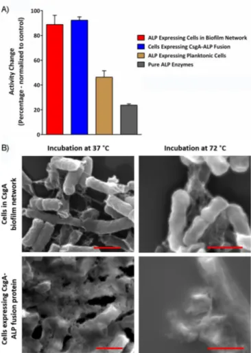 Figure 4. A) Enzymatic activity changes to CsgA and ALP coexpressing cells and CsgA-ALP fusion protein expressing cells upon heat treatment at 758C for 2 h compared with suspension cell culture and pure ALP enzyme under the same conditions