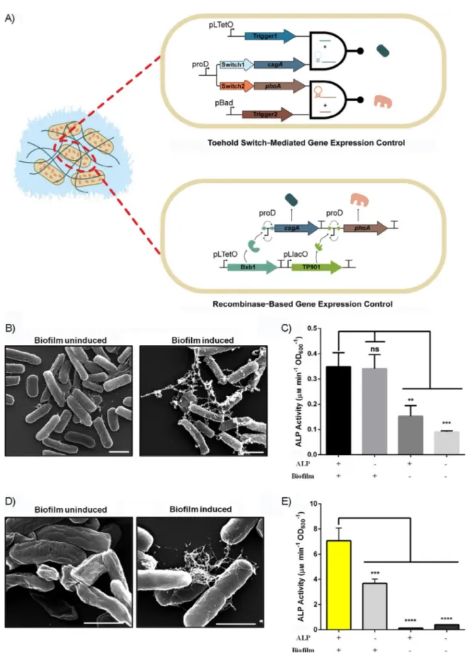 Figure 5. A) Representation of the toehold switch integrated system (top) in which the curli protein and ALP were expressed separately upon induction with aTc and arabinose, respectively, and the recombinase-based expression system (bottom), in which the c