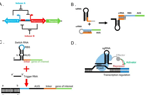 Figure 1. Some of the tools for digital genetic circuits. A. Toggle switch mechanism is based on the expression of two repressors; Repressor A and Repressor B