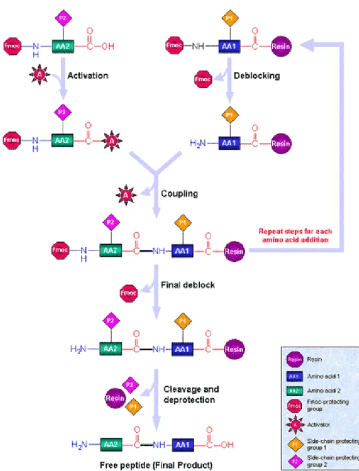 Figure  1.  Solid  Phase  Synthesis  Diagram.  Reproduced  with  permission from Sigma-Aldrich