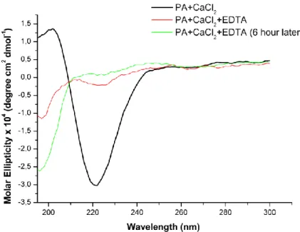 Figure  8.  The  PA  with  CaCl 2 ,  addition  of  EDTA  disturbs  β-sheet  structure  immediately,  after  6  h  random  coil  becomes  the  most  predominant  secondary  structure