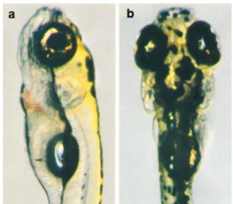 Figure  5.  Five  dpf  wild  type  zebrafish  embryo.  a)  Lateral  view  b)  dorsal  view 113 