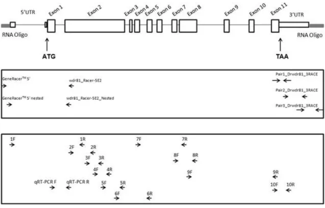 Figure  7.  Zebrafish wdr81 gene,  illustration  of  its  genomic  structure  and  binding  regions of primers