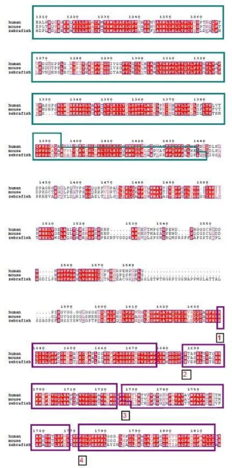Figure 9. (continued) The purple boxes emphasize the location of the predicted WD40  repeat domains