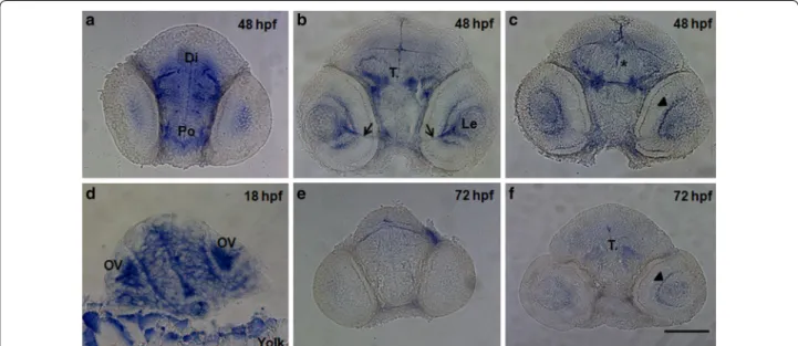 Fig. 6  Relative spatial expression graphic of wdr81 as determined by  qRT‑PCR. (1) Brain, (2) testis, (3) heart, (4) kidney, (5) liver, (6) intestine,  (7) eye, (8) gills, (9) tail, (10) muscle