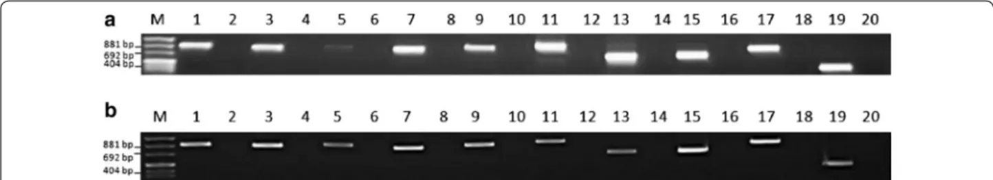 Fig. 2  Agarose gel electrophoretic separation of overlapping amplicons of the zebrafish wdr81 open reading frame