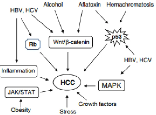 Figure  1.2:  Key  signal  transduction  pathways  involved  in  pathogenesis  of  HCC