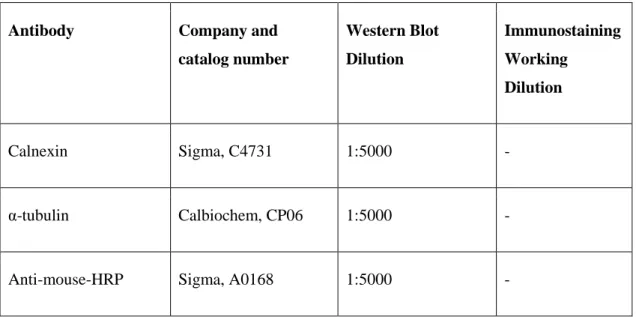 Table 2.1: Antibody list, catalog numbers and working dilutions  