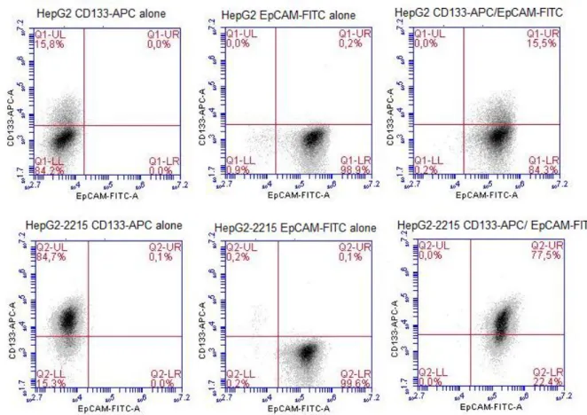 Figure  3.3:  Detection  of  CD133 +   and/or  EpCAM +   subpopulations  in  parental  HepG2 and its derivative HepG2-2212 cell lines by flow cytometry analysis