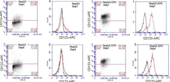 Figure  3.4:  Effects  of  serum  starvation  model  on  CD133  levels  of  HepG2  and  HepG2-2215 by flow cytometry analysis