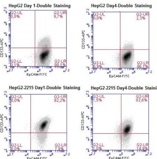 Figure  3.5:  Effects  of  serum  starvation  procedure  on  CD133/EpCAM  levels  of  HepG2 and HepG2-2215 by flow cytometry analysis
