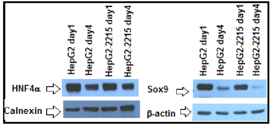 Figure 3.8: Expression levels of HNF4 and Sox9 in HepG2 and HepG2-2215 cell  lines by Western blot