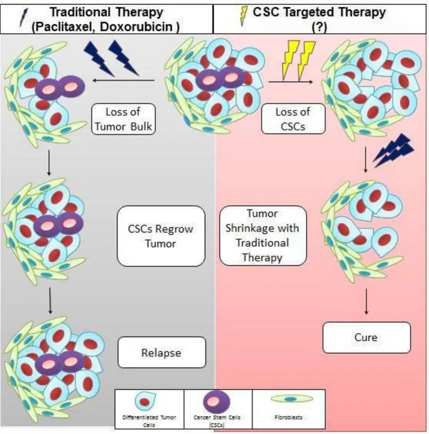 Figure 1.2: Targeting cancer stem cells and non-cancer stem cells . 