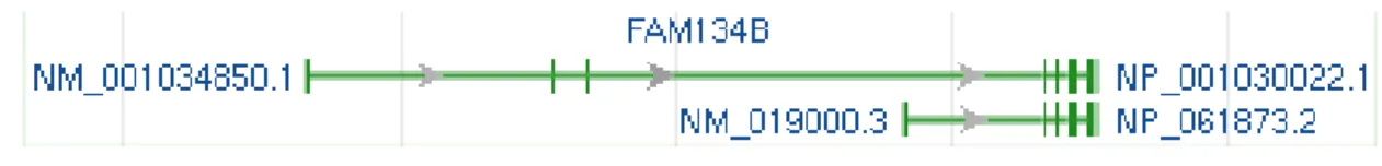 Figure 4.2: Genomic region and transcripts of FAM134B Figure 4.1: Genomic context of FAM134B gene