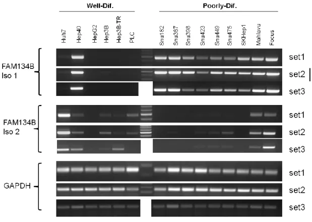 Figure 4.8: FAM134B mRNA levels in HCC cell lines 
